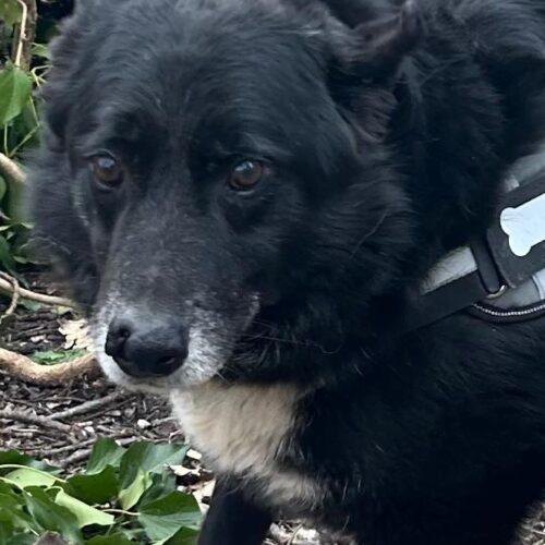 Lupo 5 Anni (Nato A Settembre 2020)  Razza: Meticcio  Taglia: Media Carattere: Dolcissimo, Buono E Socievole